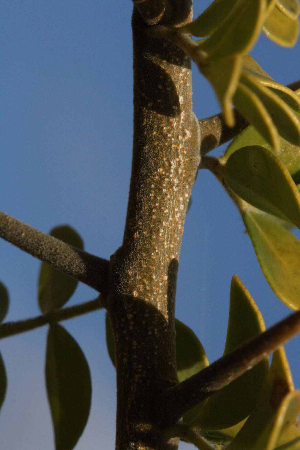              Second - third year twig (Riverside,   CA)       